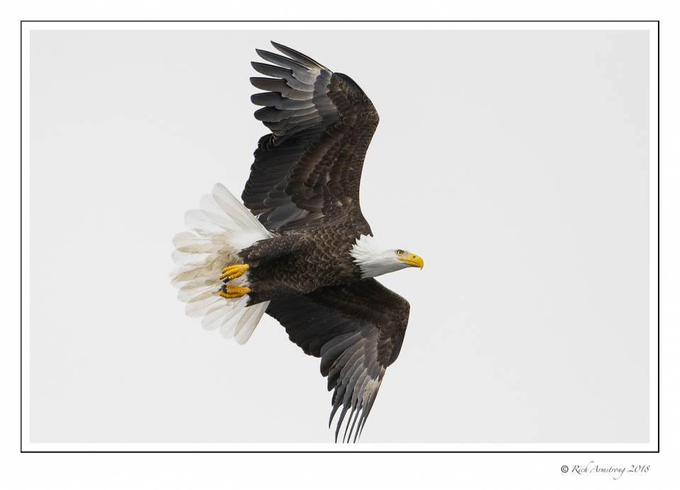 eagle in flight 2 copy.jpg